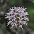 Looks like an Allium prattii to me, but there is many different species of wild onions.