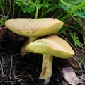 A species of Boletus or Xerocomus