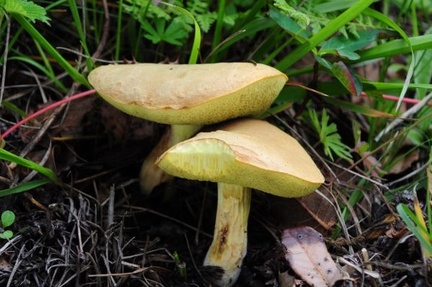 A species of Boletus or Xerocomus