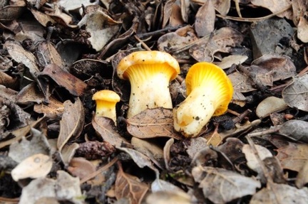 Chanterelles! Maybe something like Cantharellus minor, I am not sure.