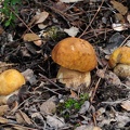 A very close relative of the king bolete, Boletus edulis. 