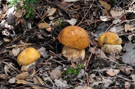A very close relative of the king bolete, Boletus edulis. 
