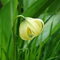 Lilium lophophorum, a small Lily around 15 to 30cm tall