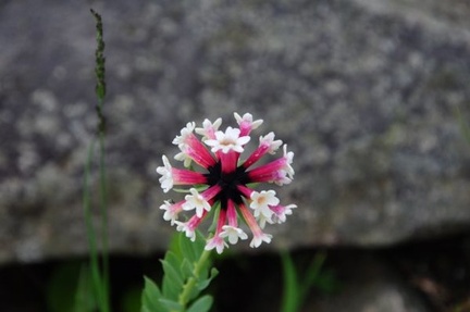 Stellera chaemajasme, a perennial Daphne relative.