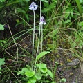A blue Primula