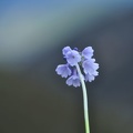 Close up of the blue Primula sp.