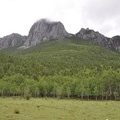 A meadow surrounded by pine forests above Nyade / Yading. 