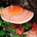 Laetiporus sulpherus var. miniatus