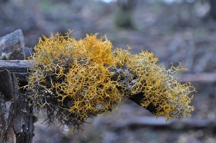 A cool lichen, may be a Lethariella, but that is just a guess...
