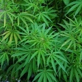 Wild growing hemp. Tibetans love the seeds of hemp.