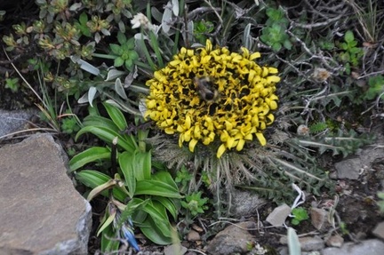 Soroseris, a true total high altitude specialist. Wont find it below 4000m / 12,000ft.