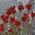 Rhodiola, a rose-root. 