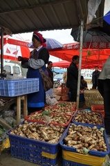 Number 1 and 2 Matsutake mushrooms on the main mushroom market near Gyalthang / Shangri La
