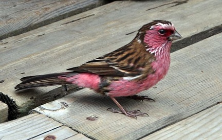 A curious, hungry finch that ran between our feet