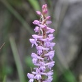 Gymnadenia orchidis - I love finding orchids! Check out my Tibetan Orchid page.
