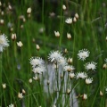 Juncus allioides - No wetland junk is! Pretty nice flowers for a grass, eh?