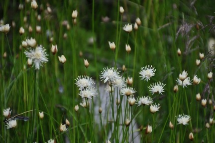 Juncus allioides - No wetland junk is! Pretty nice flowers for a grass, eh?