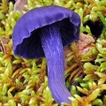 Finding the amazing Laccaria amethystea is always a treat! Luckily it is not rare.