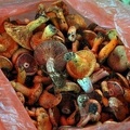 Several species of Lactarius related to Lactarius deliciosus, like L. hatsudake and L. sanguifluus