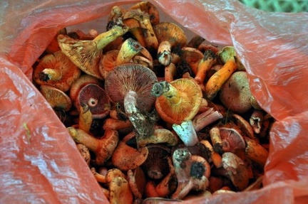 Several species of Lactarius related to Lactarius deliciosus, like L. hatsudake and L. sanguifluus