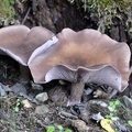 Lepista nuda, the Blewit growing along the path in Nyade, Chinese: Yading