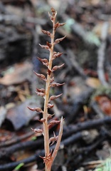 Neottia acuminata orchis, 