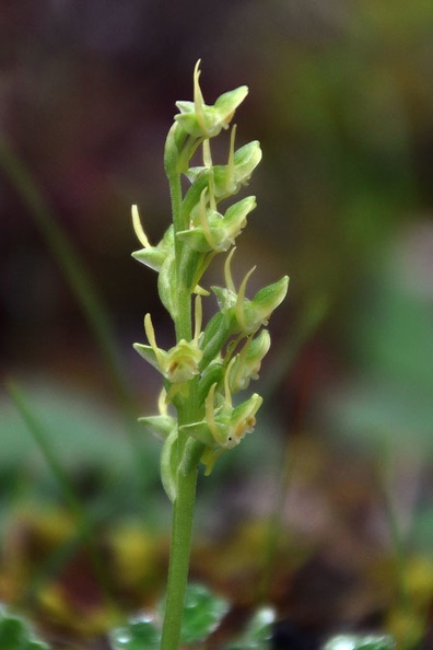 Orchid tiny Nyade S.jpg