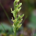 A tiny orchid seen Nyade