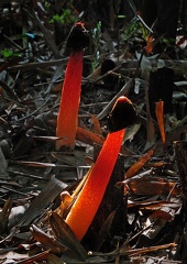 Phallus regulosus seen while visiting the Panda breeding station in Chengdu on the last day