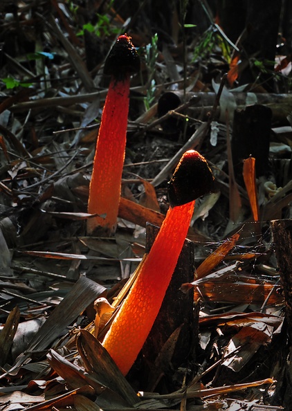 Phallus regulosus Panda ed S.jpg