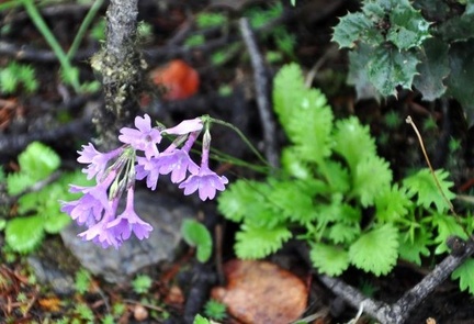 A small Primula common in Nyade / Yading> I wishe di could attach a name!