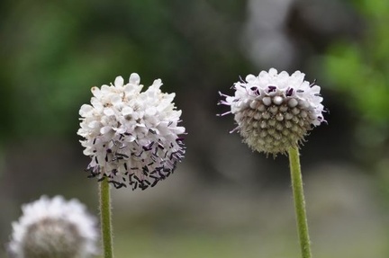 Pterocephalus hookeri, great geometry!