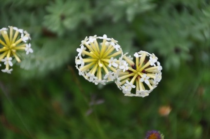 Stellera chamaejasme, with yellow and white flowers