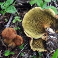 Suillus cavipes growing in Yading 