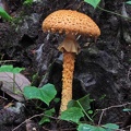 Amanita flavofloccosa Chengdu2011 S