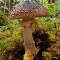 Amanita franchettii Cordova 11 S
