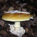Amanita lanei 1 Santa Cruz Nov 07 Sm