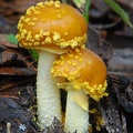 Amanita Taktsang Bhutan S