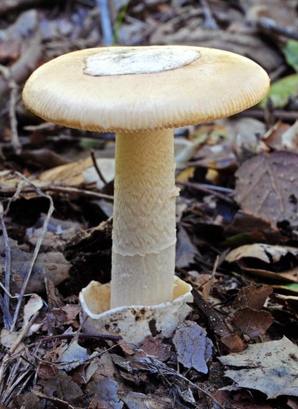 Amanita velosa front 2012 S.jpg
