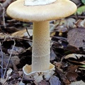 Amanita velosa front 2012 S
