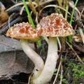 Aureoboletus thibetanus Tango S