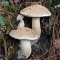 Boletus reticulatus 3 Lamaling 2011 S