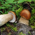 Boletus reticulatus Lunang S