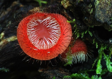 Cookeina tricholoma closeUp S
