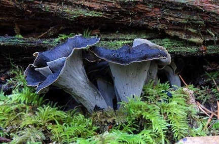 Craterellus cornucopioides SPSP 2 S