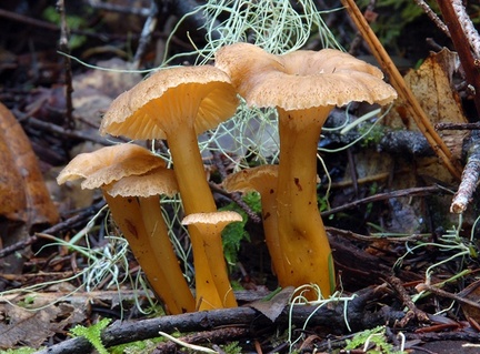 Craterellus tubaeformis Salt Point 1-2008 Sm