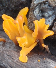 Dacryopinax spathularia crop