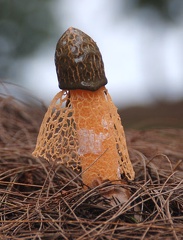 Dictyophora multicolor Sm