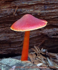 Hygrocybe coccinea DW S