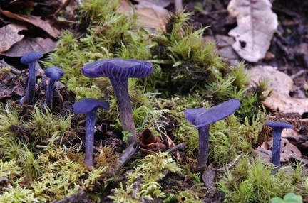 Laccaria amethysta Lunang 2011 S